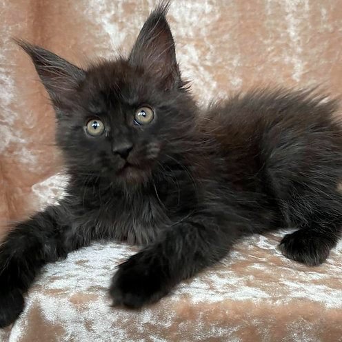 Bartez, gatito Maine Coon