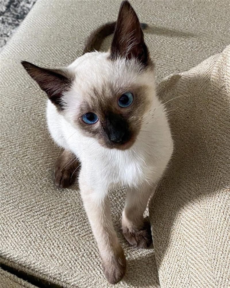 Diamond, gatito Siamés