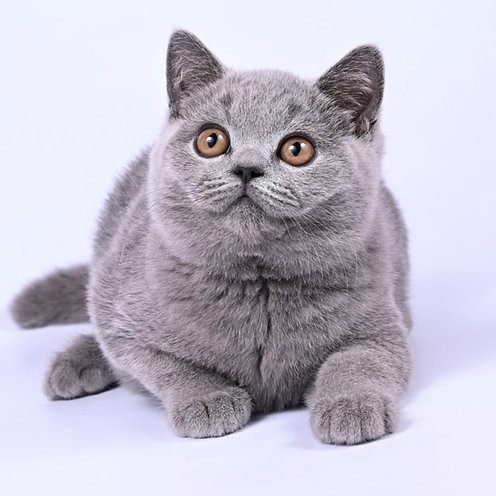 Dior, gatito Británico de Pelo Corto
