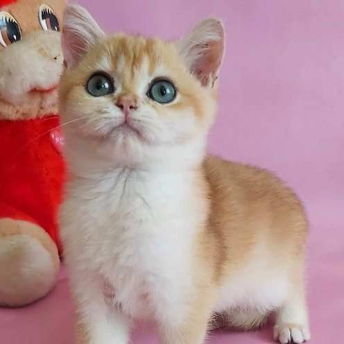 Eileen, gatito Británico de Pelo Corto