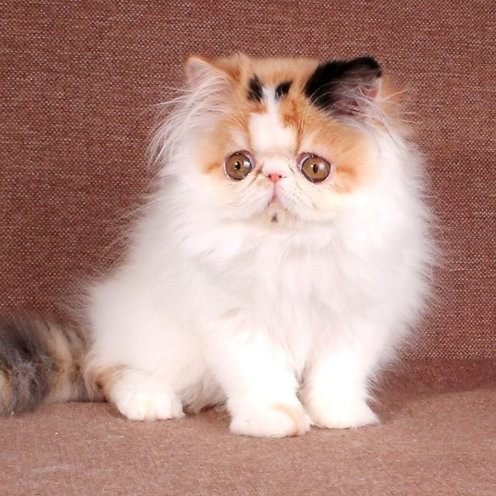 Fiona, gatito Persa