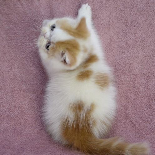 Funtik, gatito Exótico de Pelo Corto