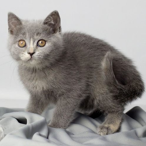Glaphira, gatito Británico de Pelo Corto