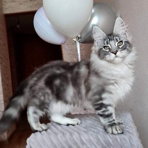 Gatito Maine Coon jugando
