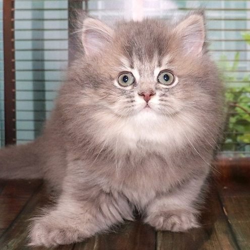 Ivetta, gatito Británico de Pelo Corto