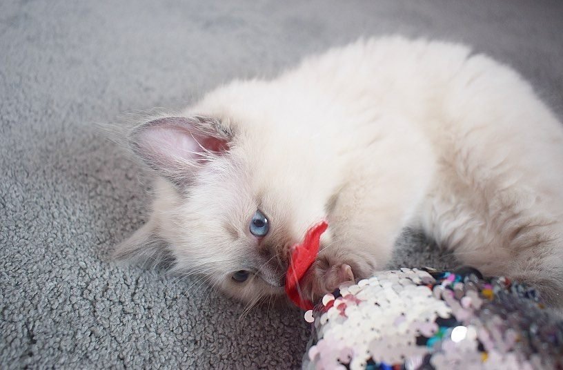 Jacky, gatito Ragdoll