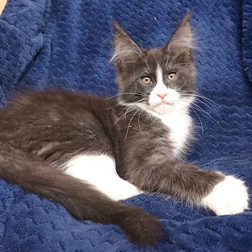 Jambo, gatito Maine Coon