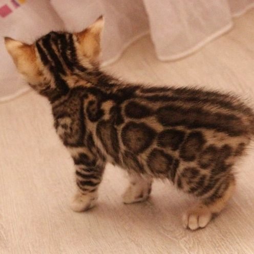 Johnson, gatito Bengalí