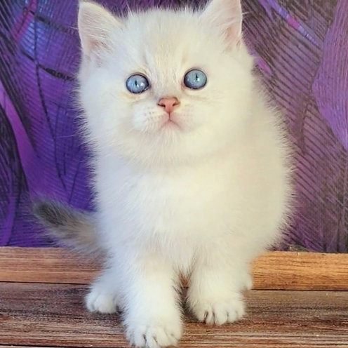 Joseph, gatito Ragdoll
