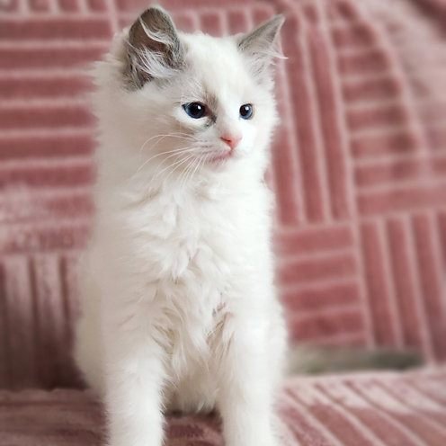 Lara, gatito Ragdoll