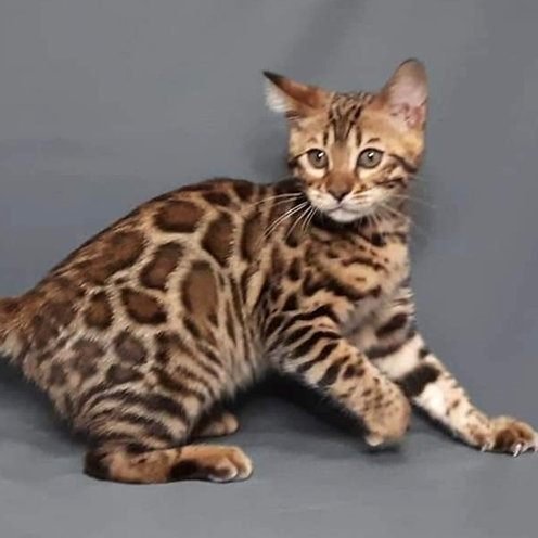 Lisette, gatito Bengalí