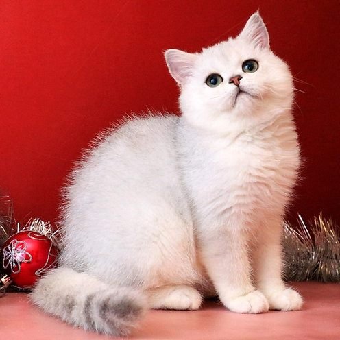 Makar, gatito Británico de Pelo Corto