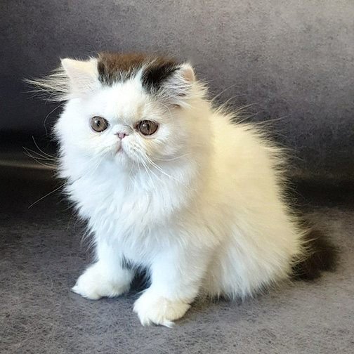 Mishelle, gatito Persa
