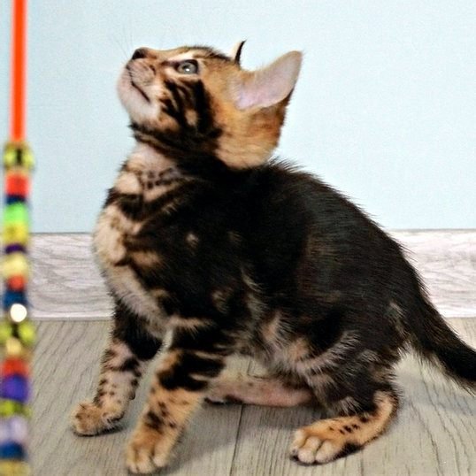Nikki, gatito Bengalí
