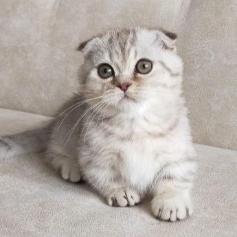 Gatito Fold Escocés