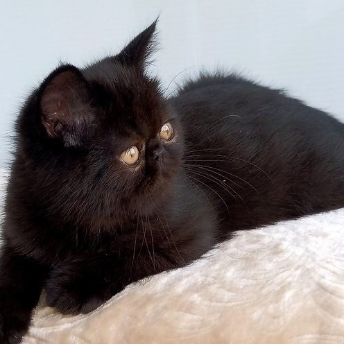 Pit, gatito Exótico de Pelo Corto