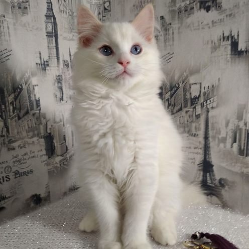 Quint, gatito Ragdoll