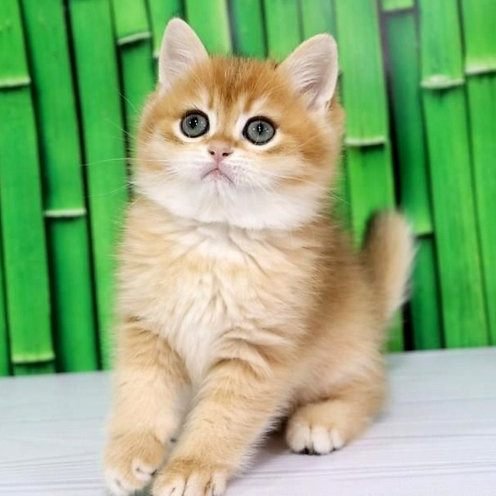 Robert, gatito Británico de Pelo Corto