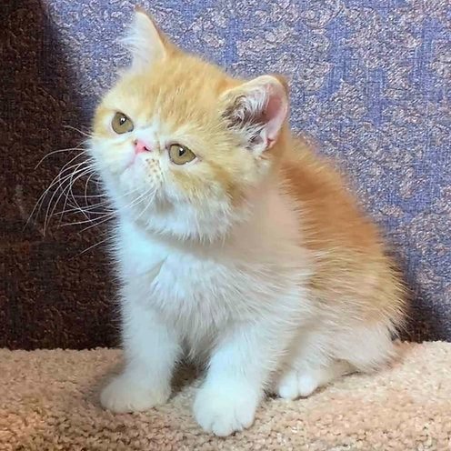 Ryzhulka, gatito Exótico de Pelo Corto