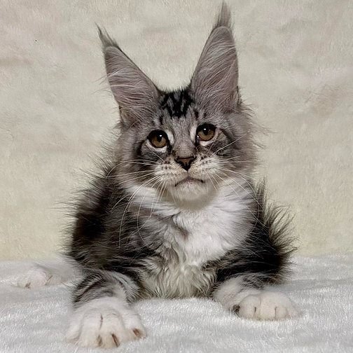 Simka, gatito Maine Coon