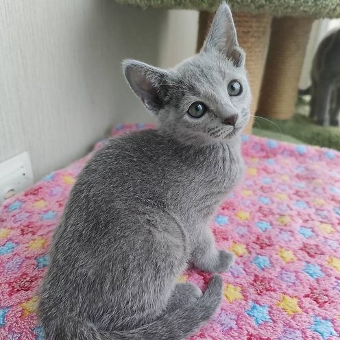 Talbot, gatito Azul Ruso