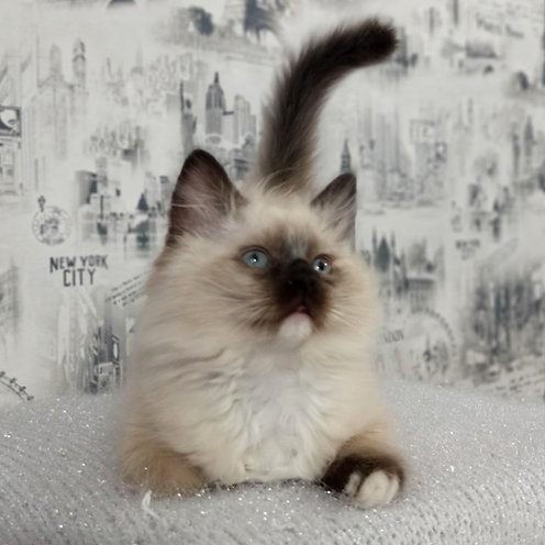 Urchy, gatito Ragdoll