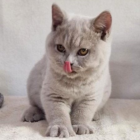Walter, gatito Británico de Pelo Corto