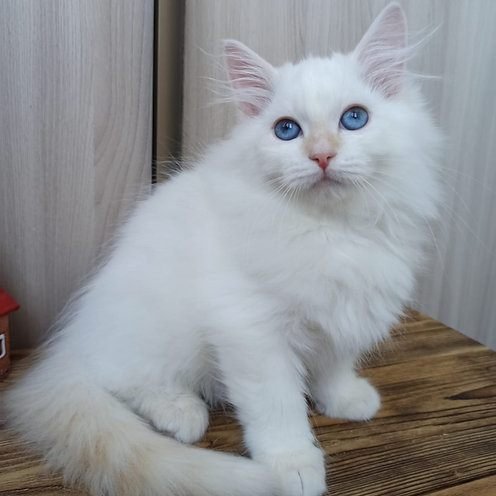 Watson, gatito Ragdoll